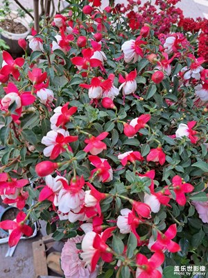 我的花花世界美不勝收