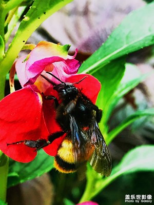 【春日幸事】+隨拍