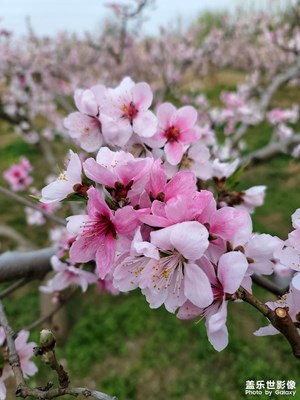 桃花開了