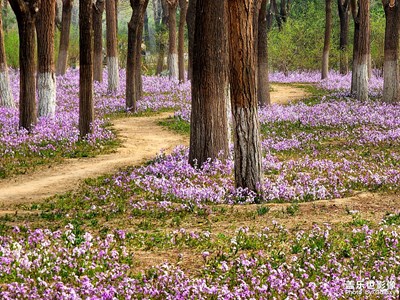 【日常隨拍】花、樹與路