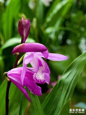 【日常隨拍】+春天的花朵