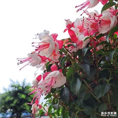 又來了花花草草