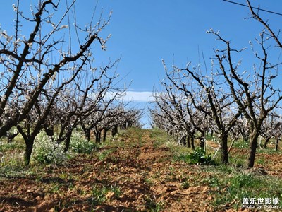 【日常隨拍】+花開正香