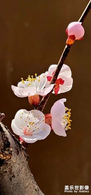 隨手拍的花
