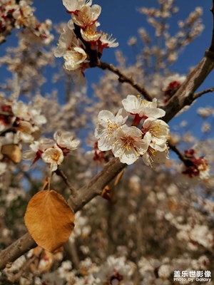 【日常隨拍】+春之希望