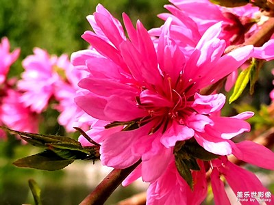 【日常隨拍】+菊花桃