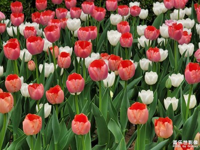 【日常隨拍】+花紅柳綠