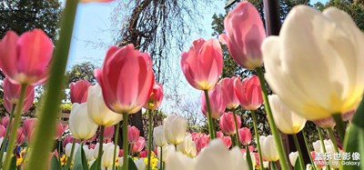 Galaxy S22 UItra 香郁中山·花開滿園