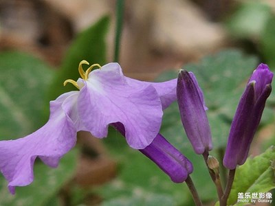 許多不知名的野花