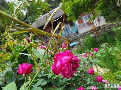 故鄉(xiāng)の春天