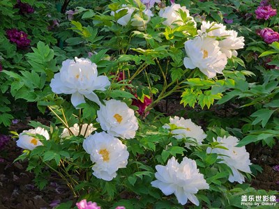 【四月物語】花之語