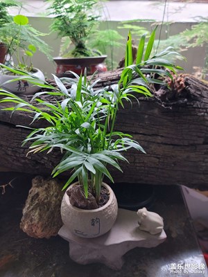 月季花和鏡面草