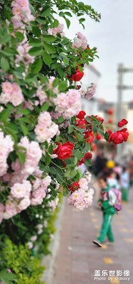 薔薇花開(kāi)滿墻香