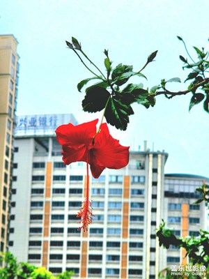 一夜風雨滿地傷，脫俗清新看扶桑。