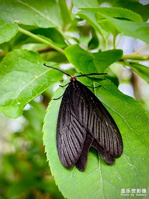 【四月物語(yǔ)】+招蜂引蝶