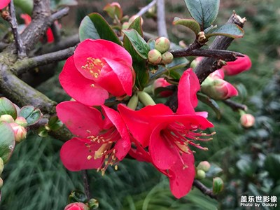 【四月物語(yǔ)】+海棠花開(kāi)格外艷