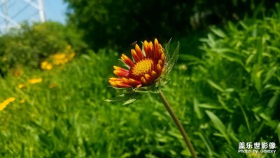 【四月物語】+公園野花