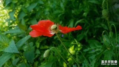 【四月物語】+仍是野花