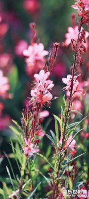 【四月物語(yǔ)】+花花草草