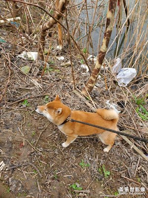 我的山柴柴。