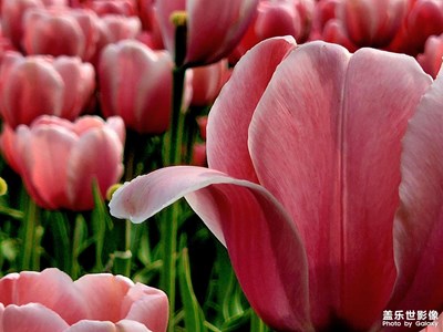 【四月物語】鮮花港