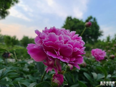 【四月物語】花香襲人