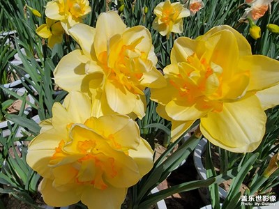 【我的五一】+公園賞花