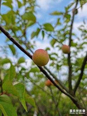 S21U首秀，城市綠地隨拍！