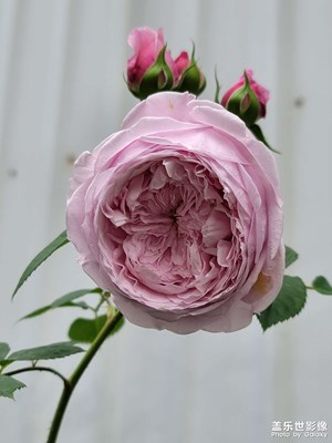 粉龍和各種各樣的月季花，