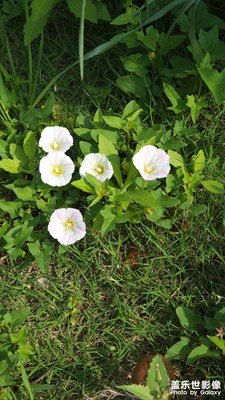 S22U拍的，覺得暗淡，陽光下都沒什么光澤。