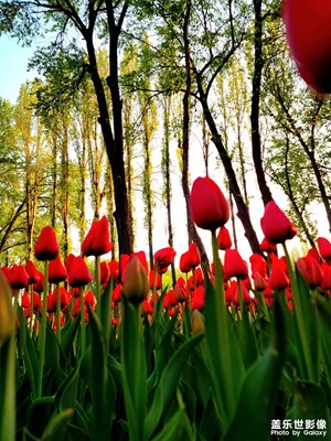 快夏天了還下雪，疫情快過去吧。