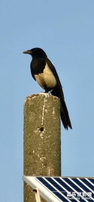 窗外的麻雀在電線桿上多嘴