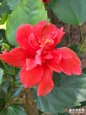 立夏，花千語