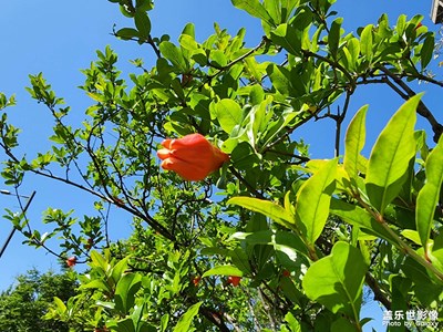 石榴花-西安市花
