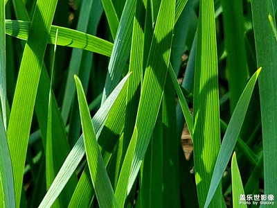【時光正好】花花草草