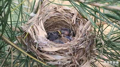 【時(shí)光正好】快快長大