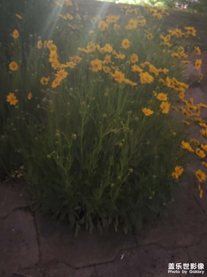 頑強(qiáng)生長