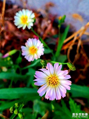 各種小野花