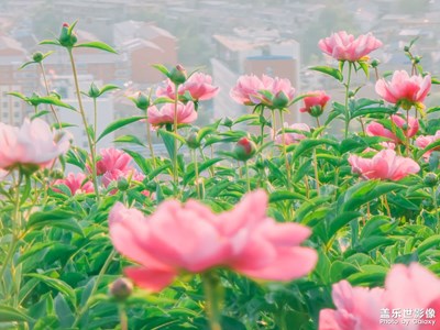 [時(shí)光正好]＋日落牡丹