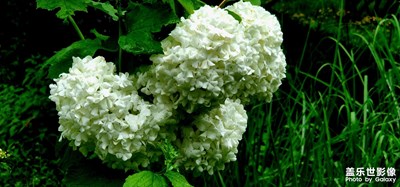 Galaxy S22 UItra 百花爭艷