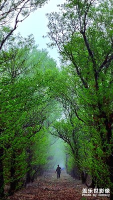 村子南邊的樹(shù)林