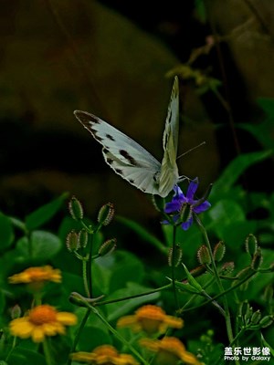 汀溪山澗的野花