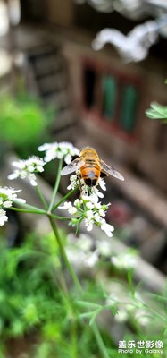 鄉(xiāng)下隨拍