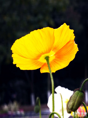 【時光正好】+春末夏初好光陰