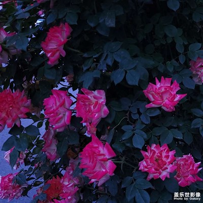 暗香浮動月黃昏