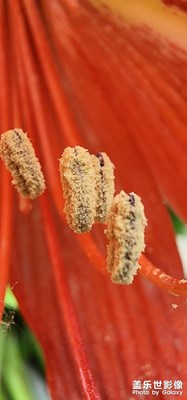 微距現(xiàn)世界