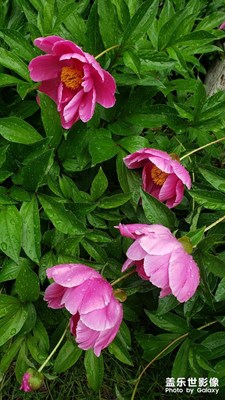 【生活的地方】+花開(kāi)時(shí)節(jié)顯姿色