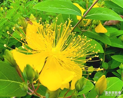 【生活的地方】路邊的金絲桃