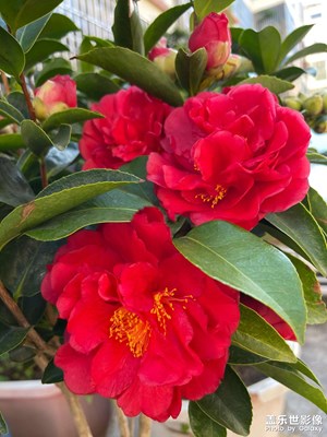 【生活的地方】+路邊的山茶花