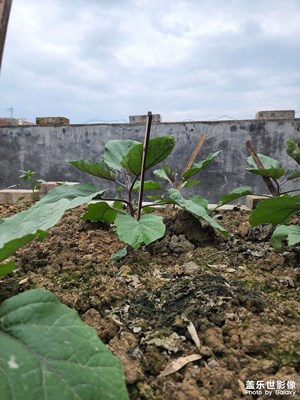 初夏時節(jié)，乍暖還寒